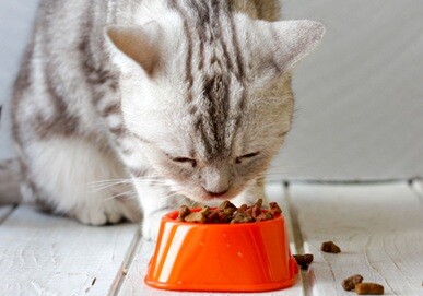 ネコがえさを食べるイメージ画像